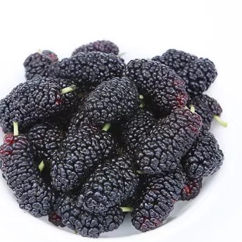 新疆发货老树500g桑葚干