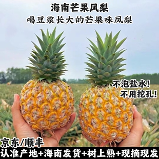 海南芒果凤梨豆奶芒果味树上熟新鲜水果台农23号非金钻甜蜜现摘发