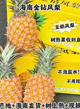 海南金钻凤梨树上熟豆奶甜蜜现摘