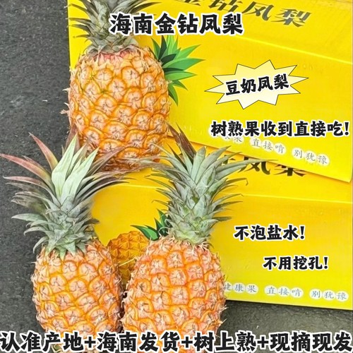 海南金钻凤梨树上熟豆奶甜蜜现摘