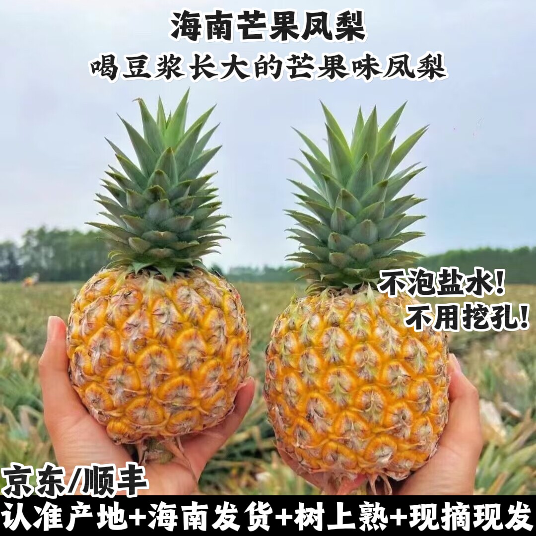 海南芒果味凤梨树上熟豆奶金钻顺图片