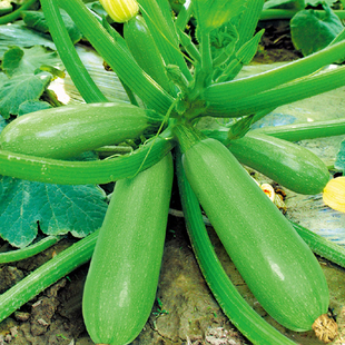 西葫芦种子菜瓜籽角瓜西葫芦种籽春季夏季秋季四季菜种籽蔬菜种子