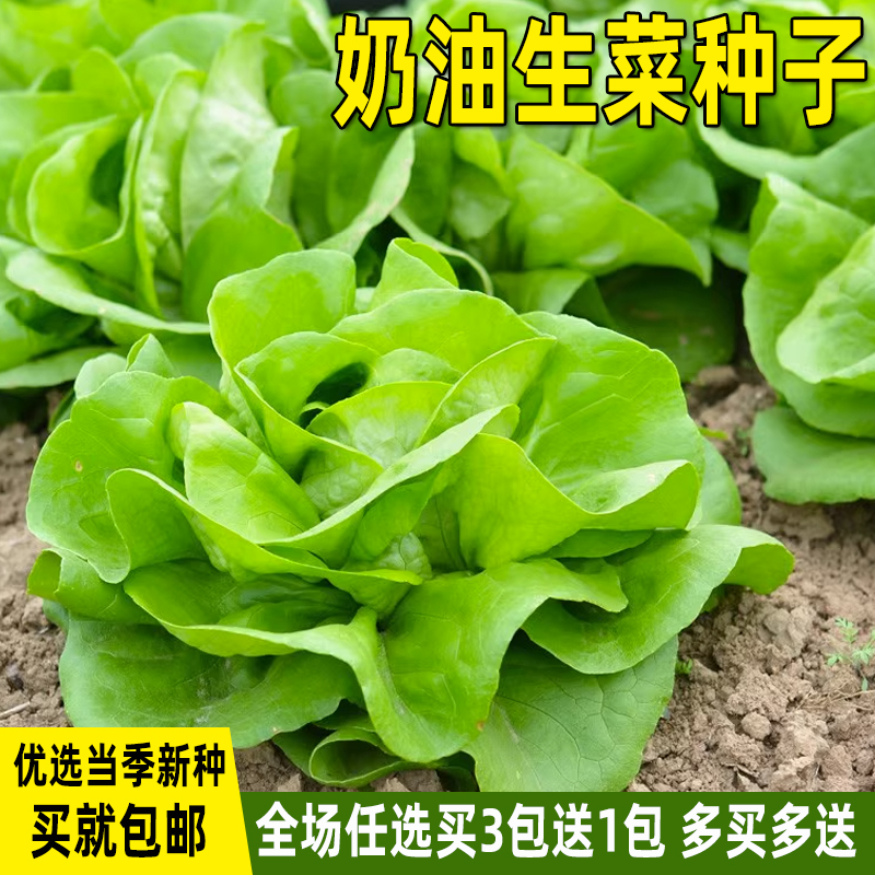 奶油生菜种子孑四季生菜种籽阳台盆栽菜籽种庭院春夏秋季蔬菜种子