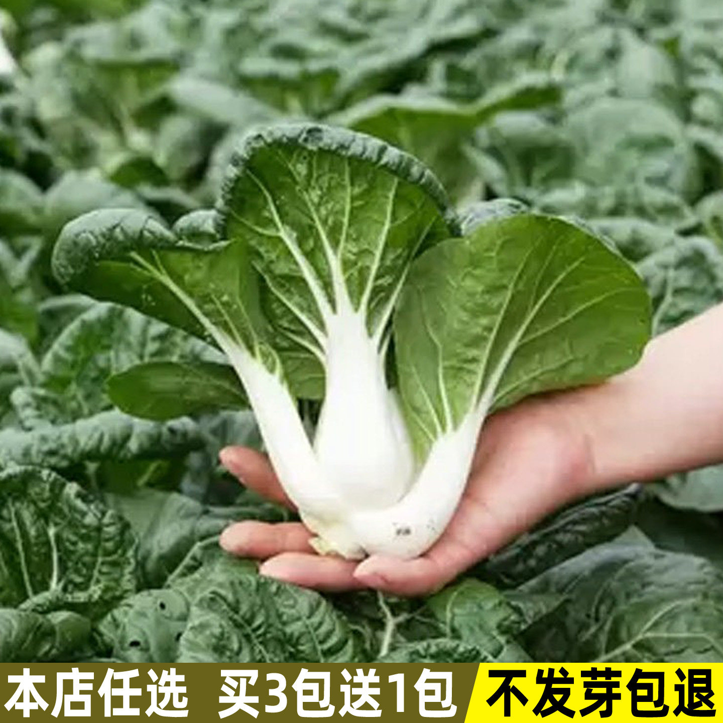 奶油白菜种子黑叶小白菜籽青菜阳台盆栽庭院种菜春秋四季蔬菜种子