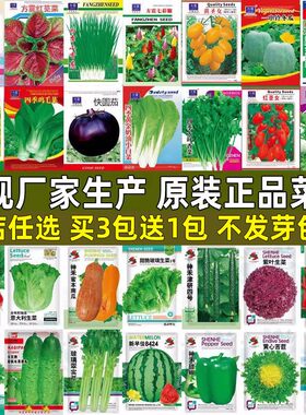 蔬菜种子四季播阳台庭院易种菜籽