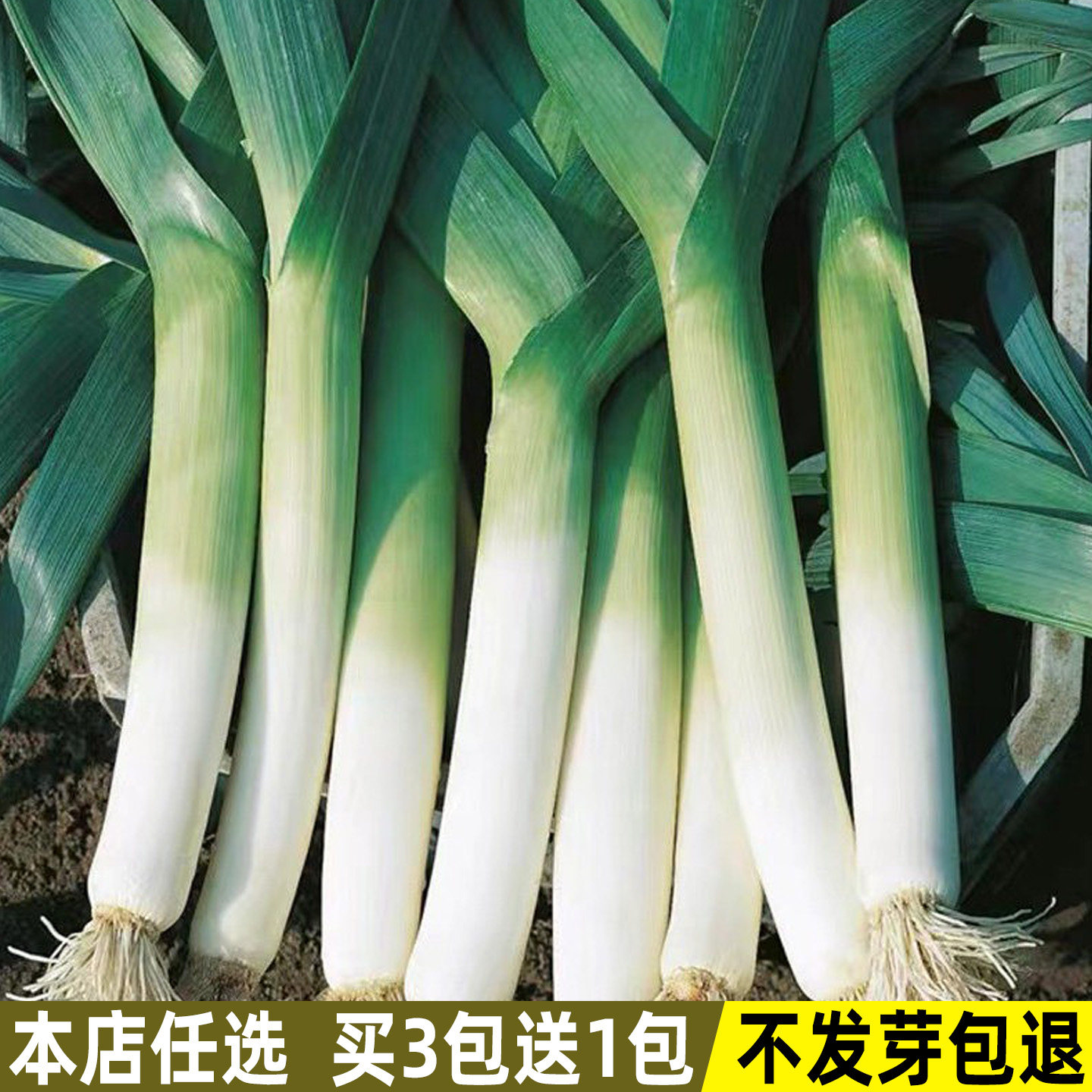 四季青宽叶蒜苗种子韭葱种籽海蒜种籽春季秋季庭院阳台蔬菜种子孑