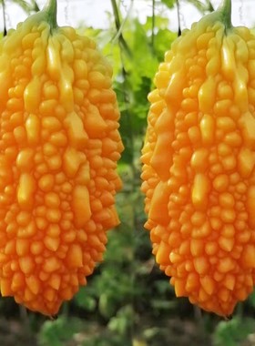 金赖瓜种子赖葡萄金铃子癞瓜籽春季水果种子夏秋四季盆栽蔬菜种子