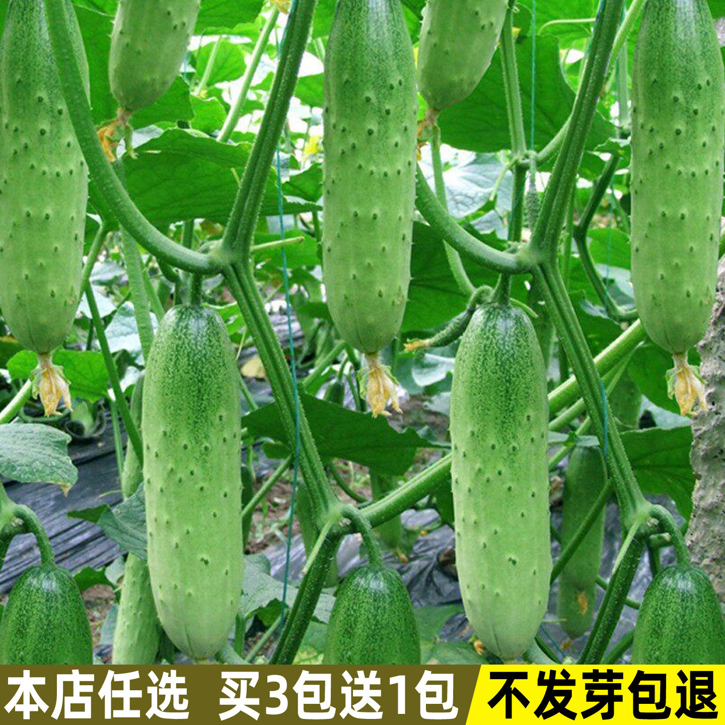 水果黄瓜种子旱黄瓜种籽青瓜籽四季盆栽阳台菜种籽蔬菜种子孑大全