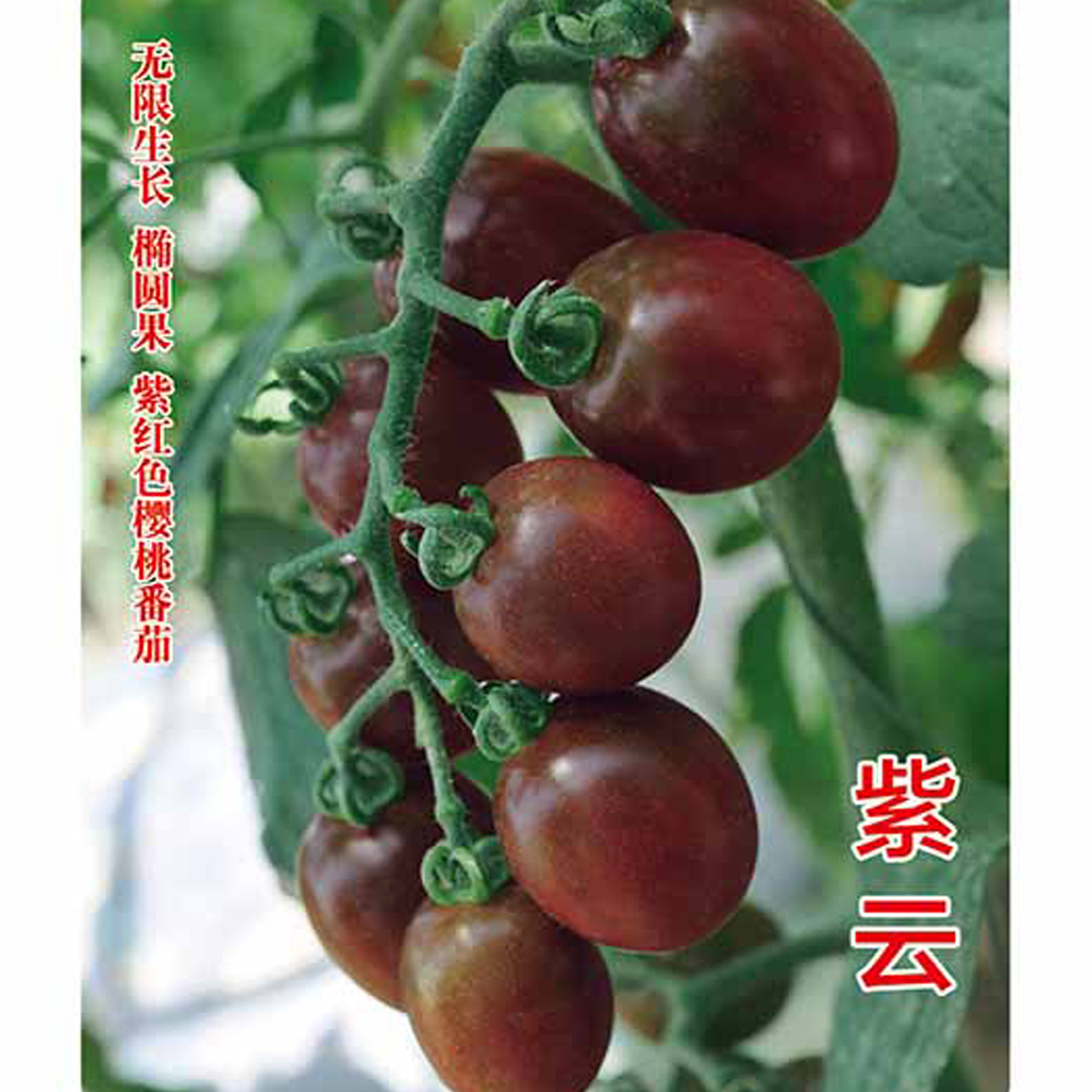 紫云紫红色樱桃番茄种子四季盆栽小西红柿种籽庭院种植蔬菜种子孑