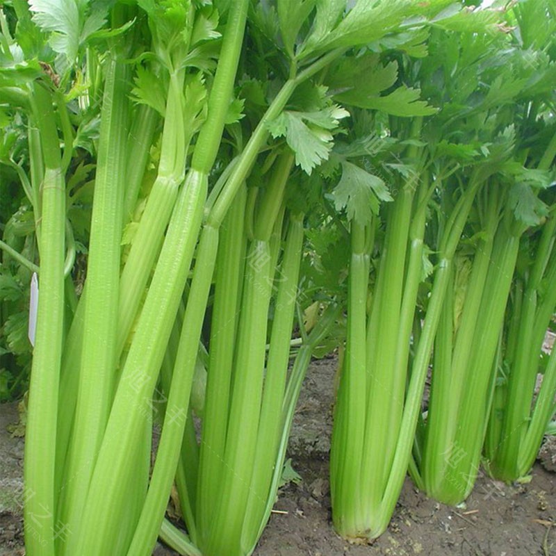 四季西芹种子玻璃翠实芹菜种籽盆栽菜籽阳台庭院菜籽种蔬菜种子孑