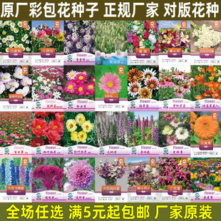 花种子四季播种易活太阳花种子向日葵阳台花卉盆栽庭院花籽种大全