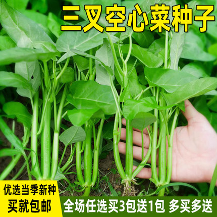 三叉空心菜种子柳叶通心菜种籽四季阳台菜籽庭院种植盆栽蔬菜种子