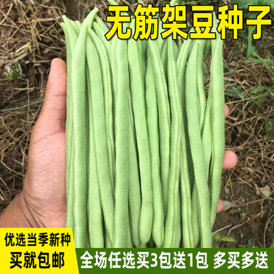 无筋架豆种子四季豆种孑易种豆角