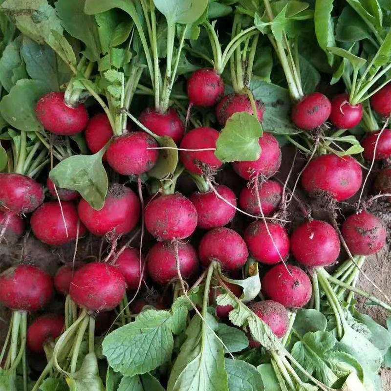 樱桃萝卜种子四季易种水果萝卜籽