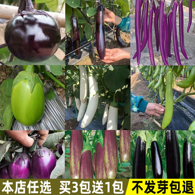 茄子种子大全春季四季蔬菜种子