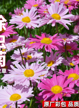 除虫菊种子驱蚊草驱虫菊花四季播花种子阳台盆栽花卉室外花种籽子