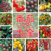 番茄种子大全毛粉西红柿种子圣女果种籽四季 庭院蔬菜种子 盆栽春季
