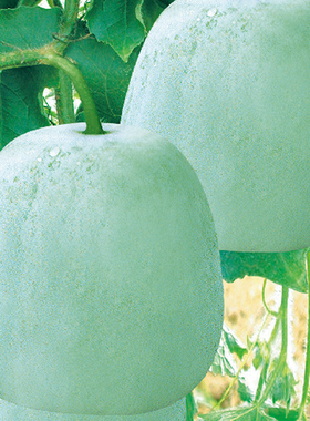 一串铃冬瓜种子粉皮小冬瓜种籽四季盆栽菜种籽庭院瓜果蔬菜种子孑