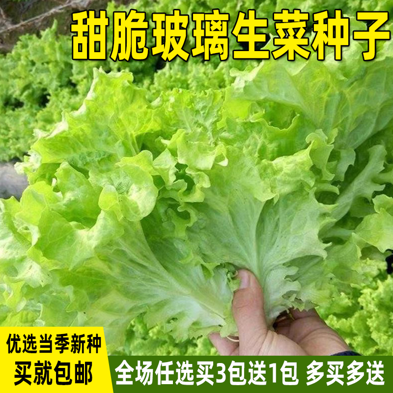 玻璃生菜种子奶油生菜大速生菜种籽四季阳台盆栽庭院易种蔬菜种孑