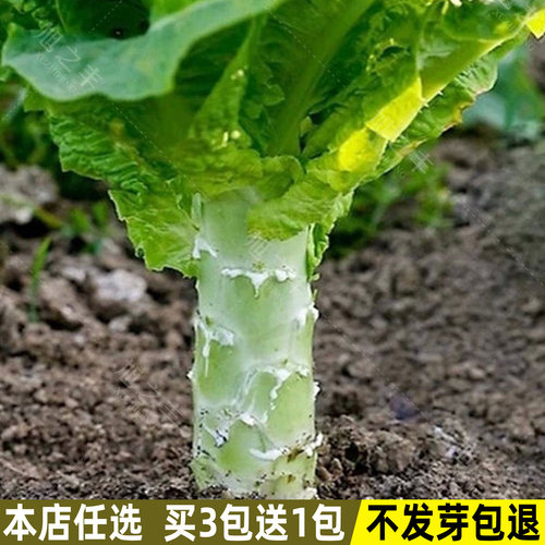 莴笋种子香莴苣四季盆栽蔬菜种子