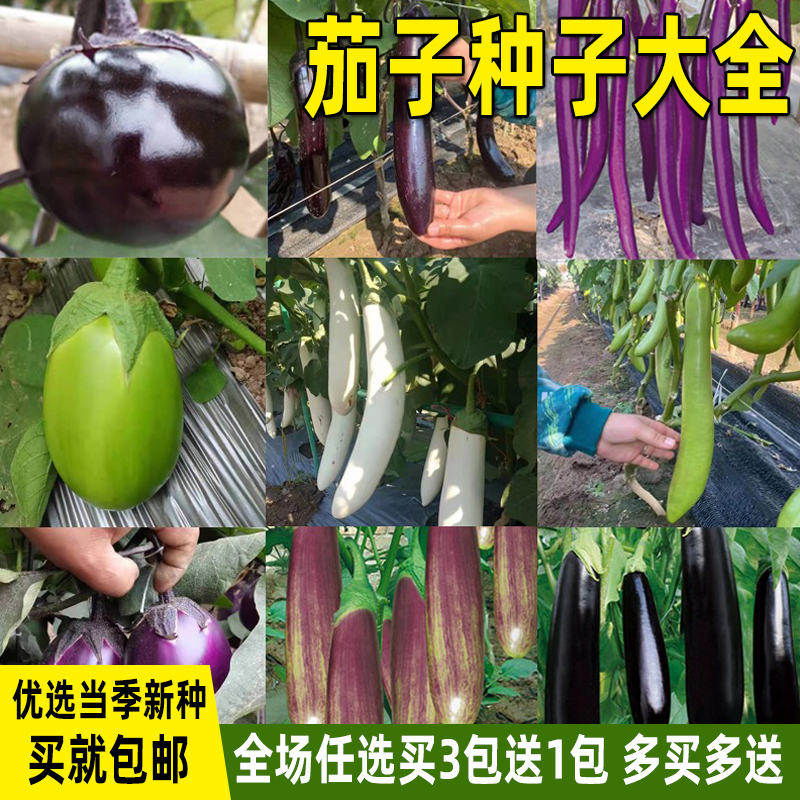 茄子种子线茄种籽青茄杭茄小茄子烧烤茄子种籽大全四季蔬菜种子孑