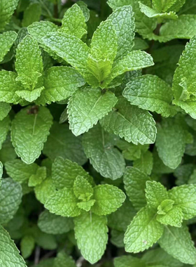 绿薄荷种子可食用薄荷种籽室内四季播种盆栽庭院阳台香草绿植种子