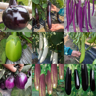 茄子种子长线茄圆茄杭茄青茄子种籽大全春季夏秋四季菜籽蔬菜种子