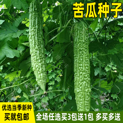 疙瘩绿苦瓜种子大全高产四季蔬菜