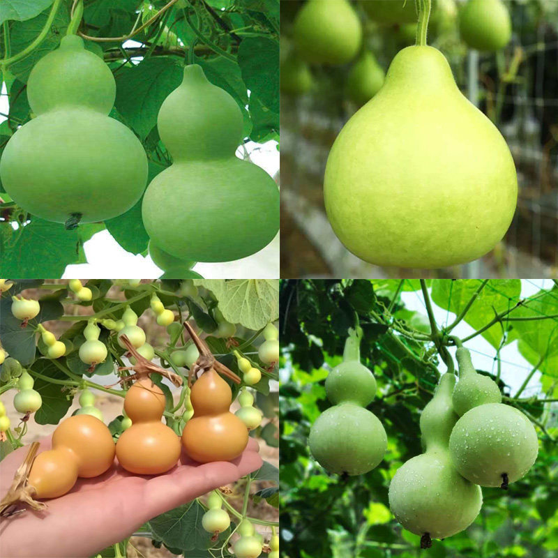 葫芦种子大酒仙葫芦观赏文玩手捻葫芦食用菜葫芦阳台庭院种子大全