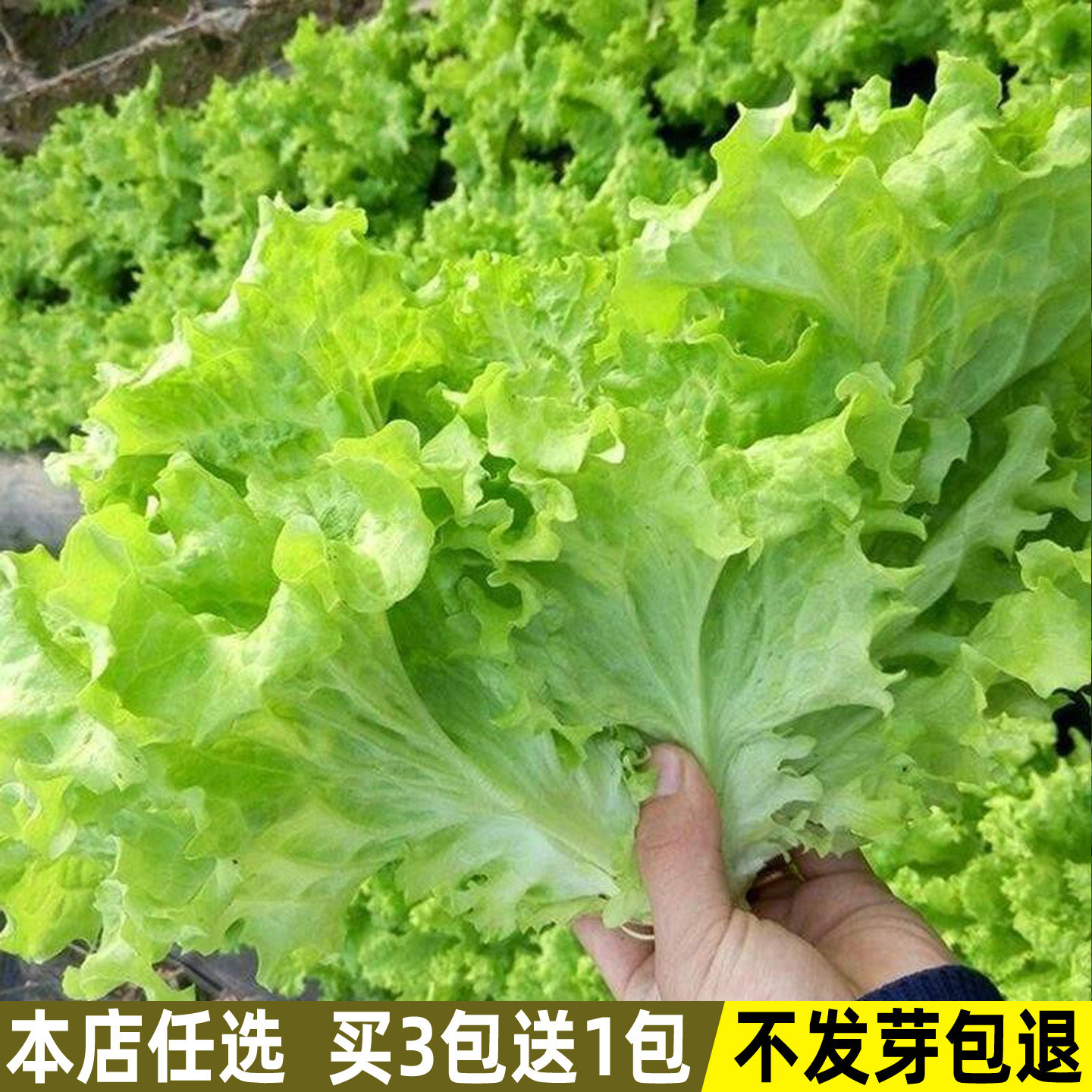 甜脆玻璃生菜种子奶油生菜四季生菜种籽阳台种菜盆栽庭院蔬菜种子