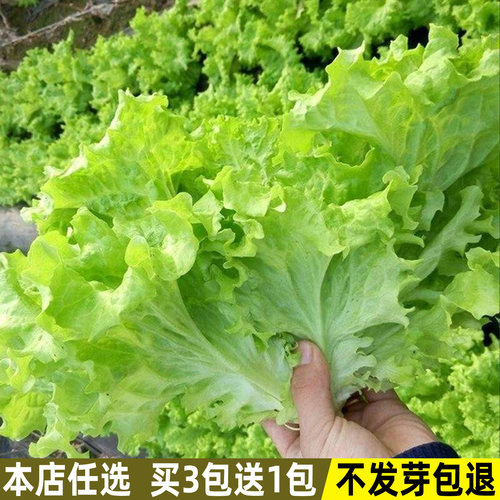 甜脆玻璃生菜种子四季播种菜种籽