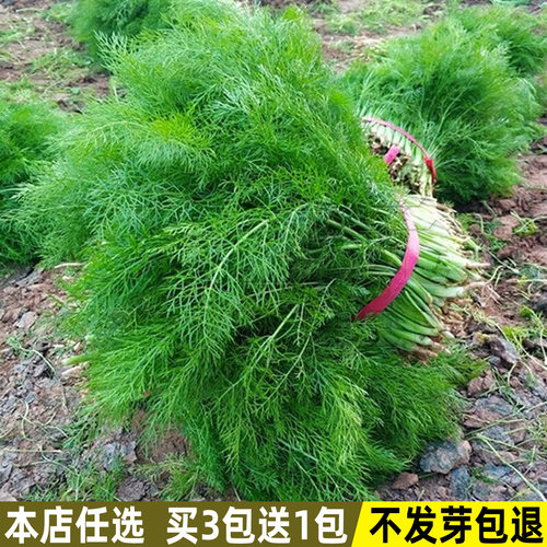 割茬茴香种子四季播蔬菜阳台盆栽