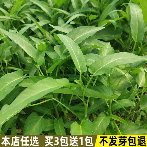 柳叶空心菜种子四季易种蔬菜种子