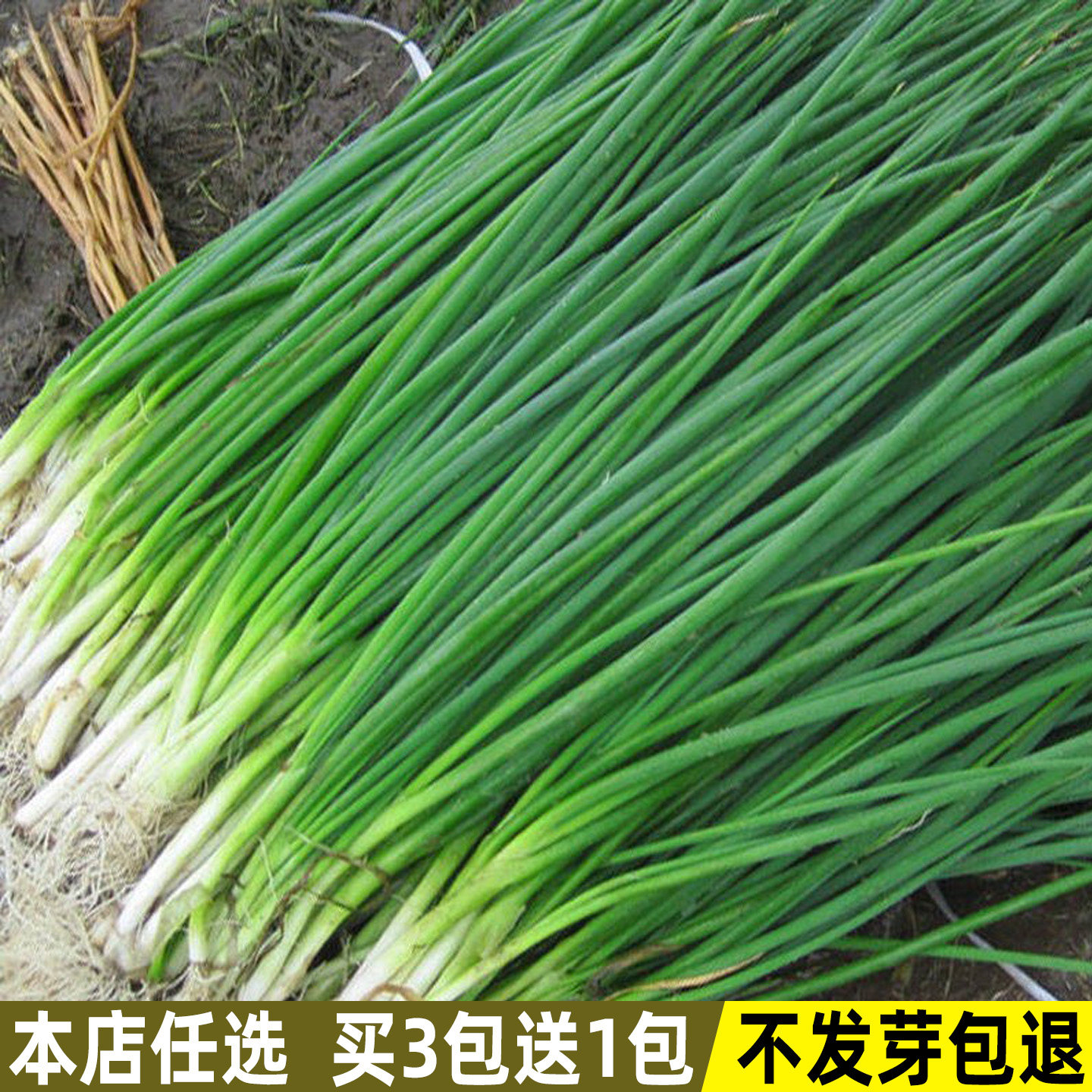 四季小葱种子小香葱种籽庭院阳台盆栽葱籽春夏秋冬季易种蔬菜种子