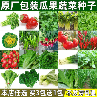 蔬菜种子四季播阳台庭院易种菜籽