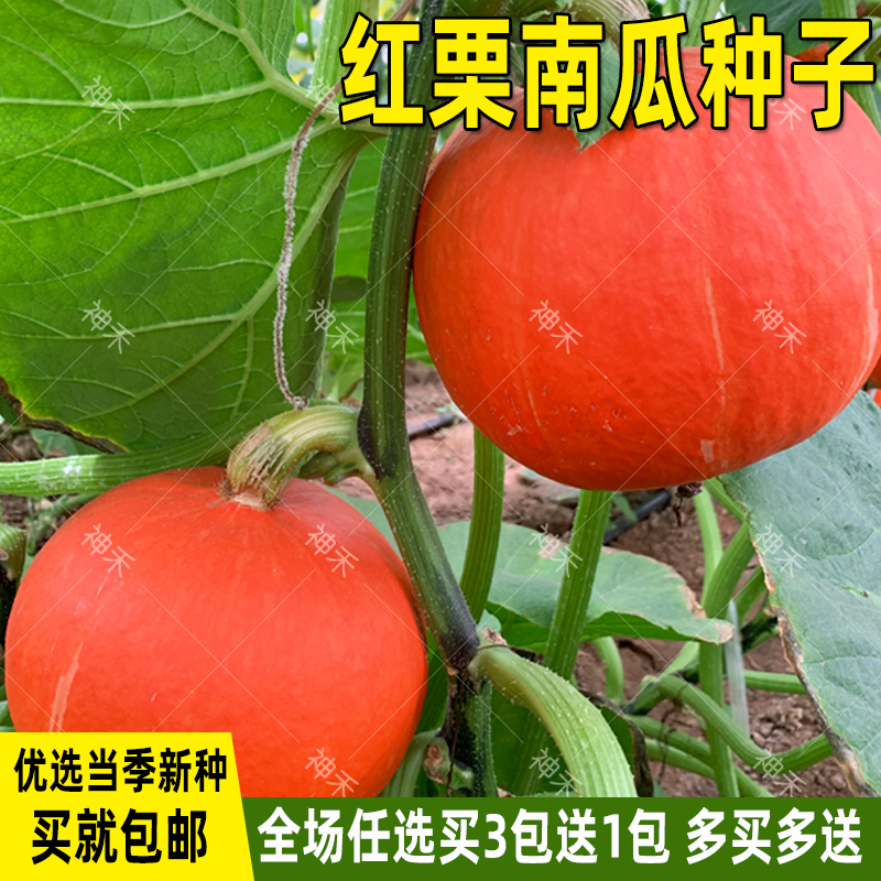 红栗南瓜种子红皮南瓜种孑板栗南瓜种籽农家春季夏季瓜果蔬菜种子-封面