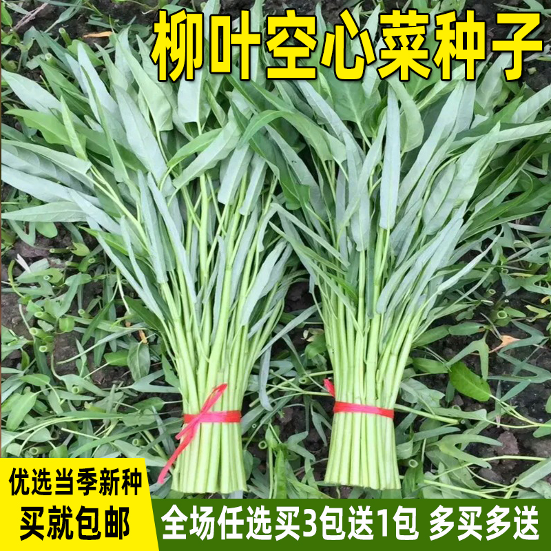 柳叶空心菜种子空心菜种籽四季播盆栽青菜籽种阳台庭院蔬菜种子孑