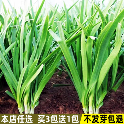白根韭菜种子四季家庭盆栽蔬菜籽