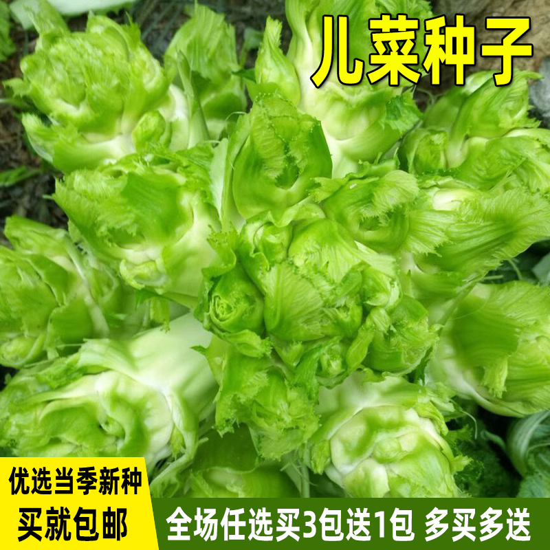 四川儿菜种子抱子芥菜种籽芥菜种孑重庆菜籽南方秋季播种蔬菜种籽 鲜花速递/花卉仿真/绿植园艺 家庭园艺种子 原图主图