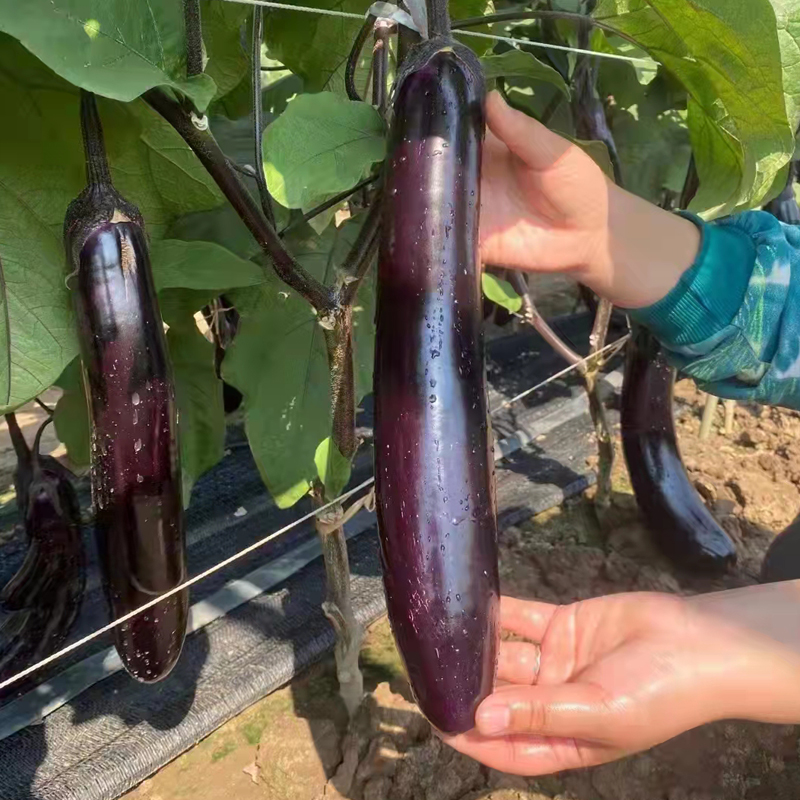 紫长茄烧烤茄子种子易种蔬菜种子