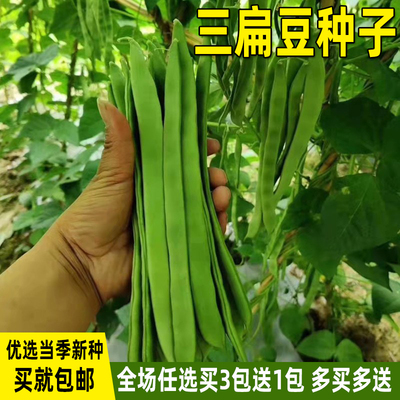 三扁豆芸豆种子高产油豆角种子