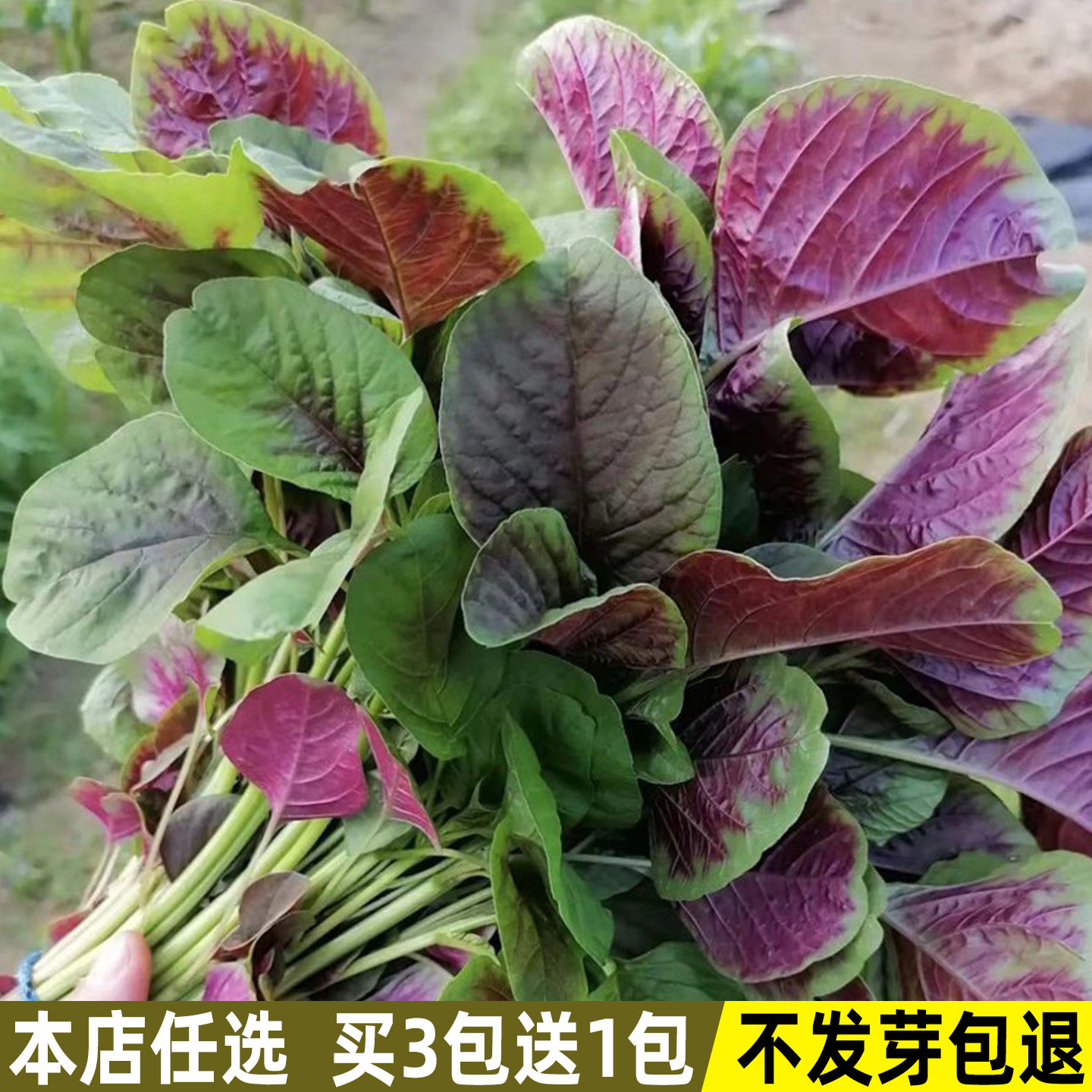 红苋菜种子汉菜圆叶苋菜种籽春秋季菜籽四季盆栽种菜庭院蔬菜种子