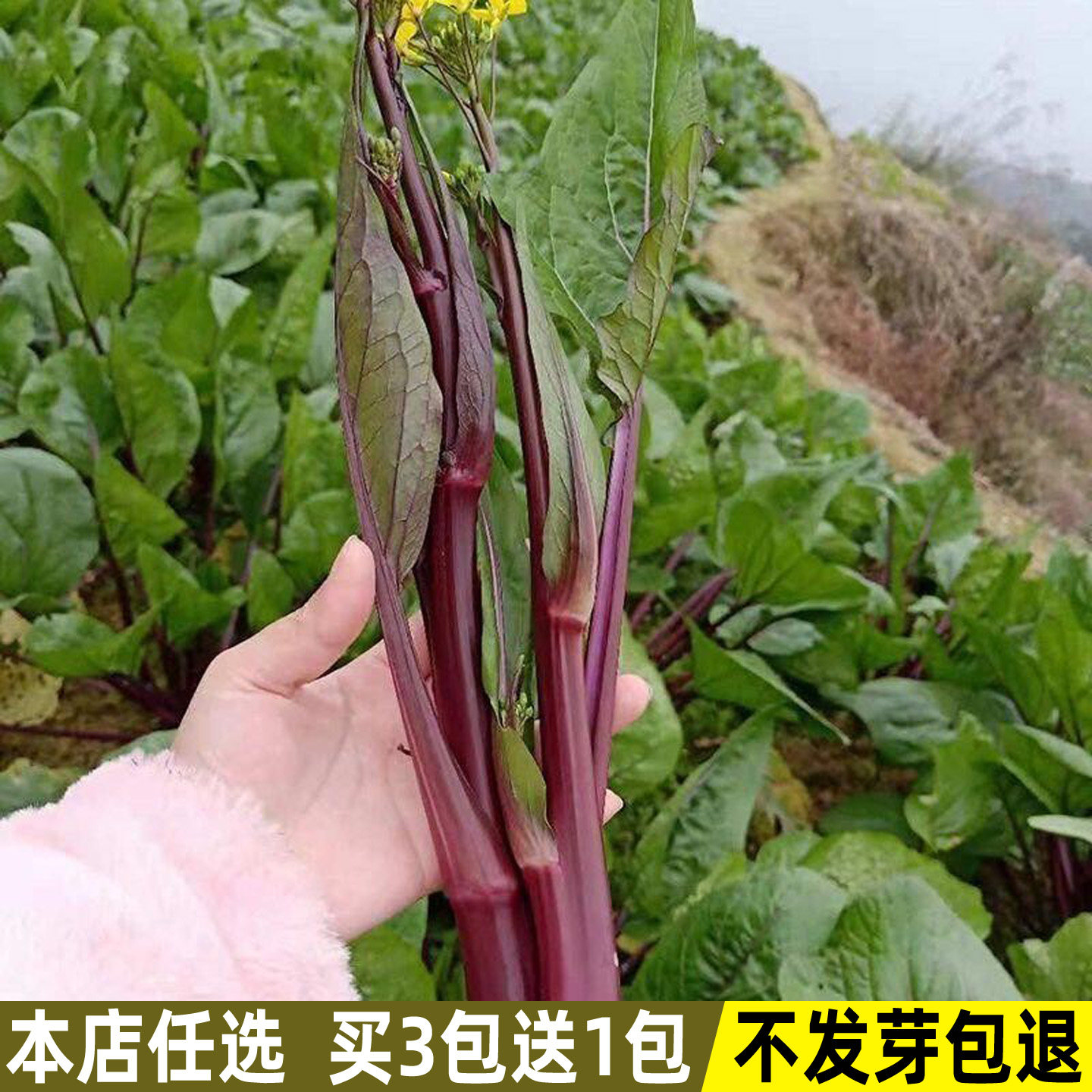 红菜苔种子十月红紫菜薹红菜心菜种籽阳台盆栽庭院四季蔬菜种子孑