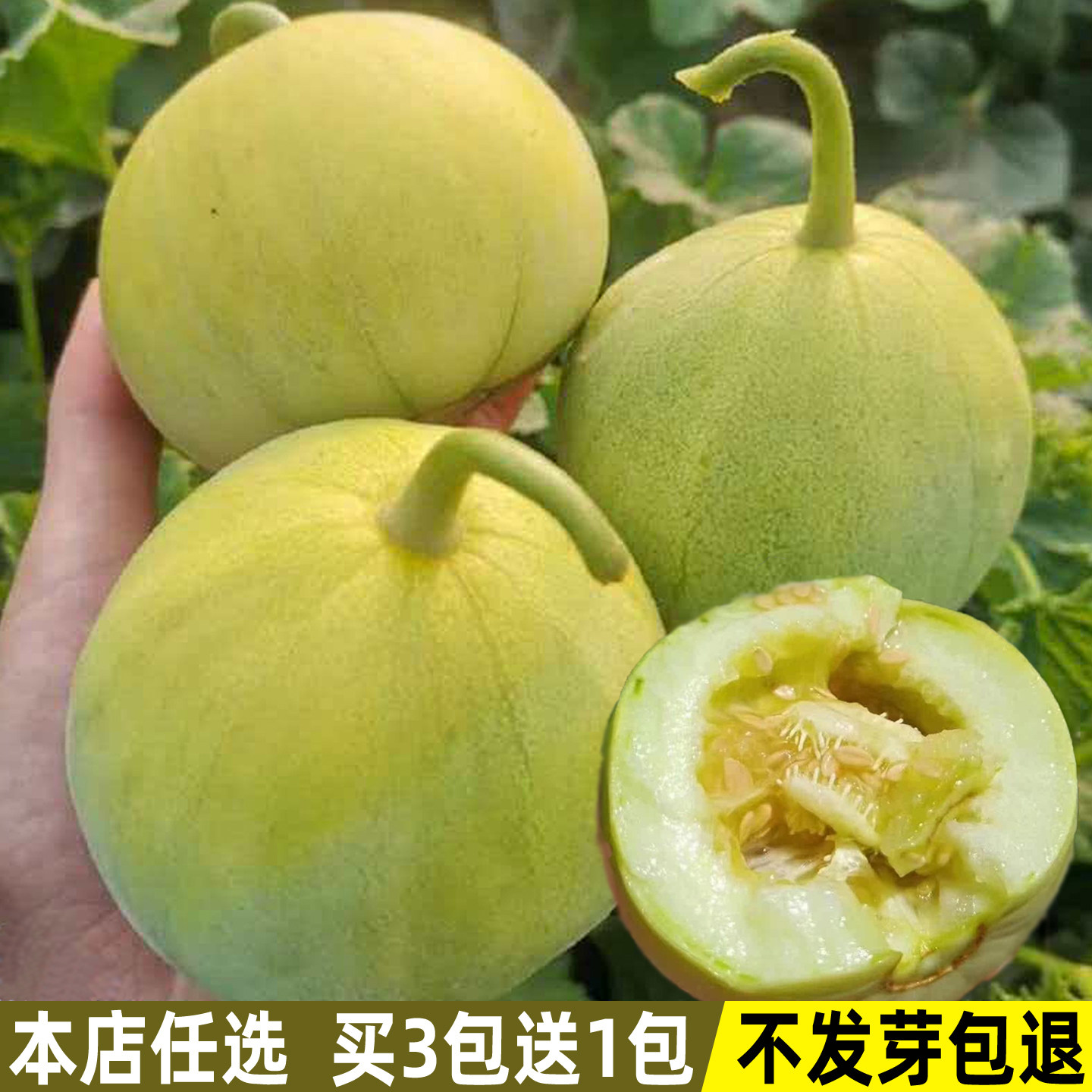 甜宝甜瓜种子绿宝石薄皮香瓜种籽四季播盆栽春季庭院水果蔬菜种子