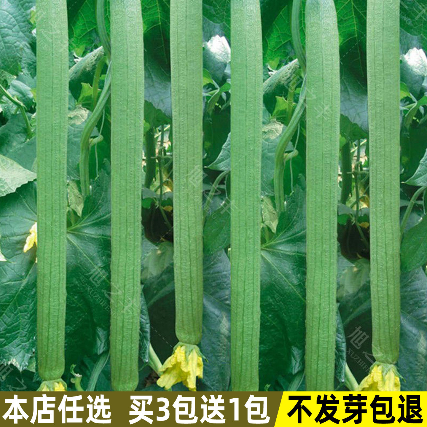 丝瓜种子长丝瓜种籽子春季夏秋季庭院菜种籽四季播蔬菜种子孑大全
