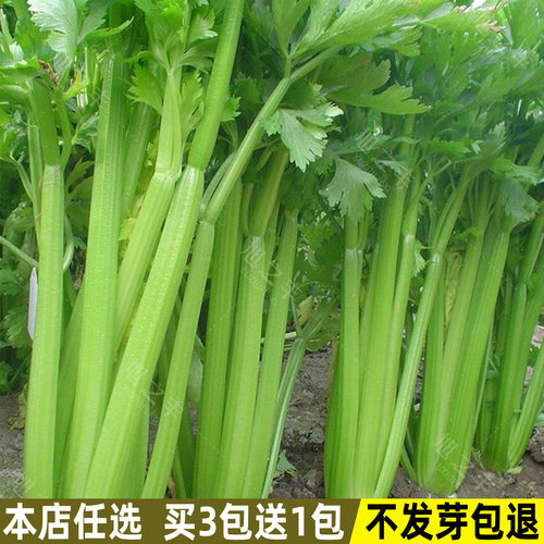 四季西芹种子芹菜种籽大全