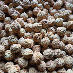 练手椭圆龙纹桃核原籽肚15-20mm手串光珠原料按斤(有不沉水粒)