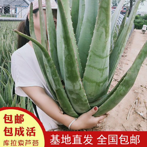 30斤美国库拉索芦荟树美容院盆栽