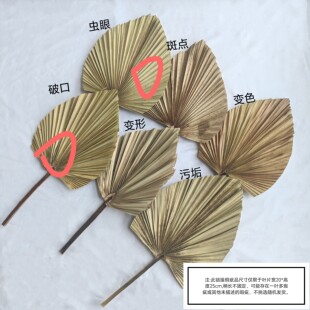 清仓特卖次品中号宽20高40蒲葵叶植物干花棕榈叶蒲扇干花婚庆造景