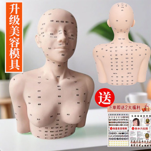 皮肤管理头模特美容院学习脸部穴位按摩练手法假人光头模型带肩膀